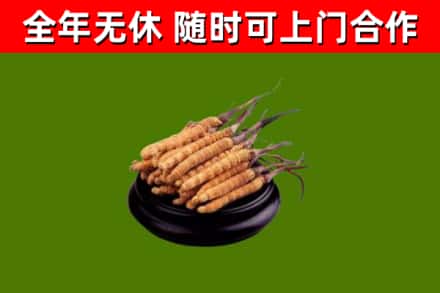 佛冈县回收散虫草
