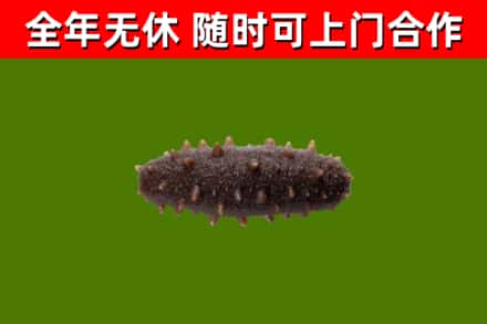 佛冈县回收海参干